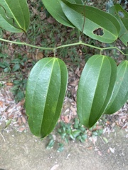 Smilax lanceifolia