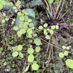 Coprosma rotundifolia