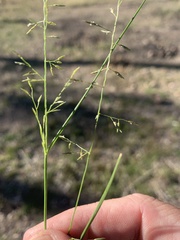 Eragrostis alveiformis