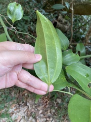 Smilax lanceifolia