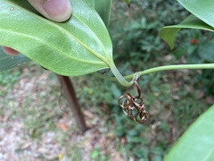 Smilax lanceifolia
