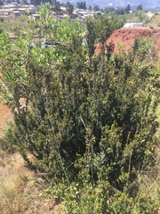 Myrceugenia rufa