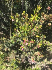 Myrceugenia rufa