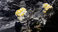 Helichrysum crispum