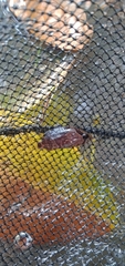 Nandus nebulosus