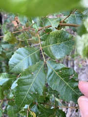 Alectryon subdentatus