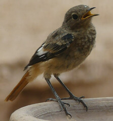 Phoenicurus moussieri