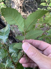 Alectryon subdentatus