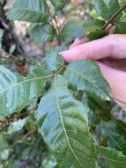 Alectryon subdentatus