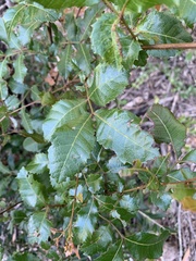 Alectryon subdentatus