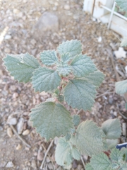 Forsskaolea tenacissima