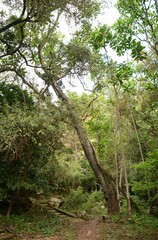 Anthocleista grandiflora