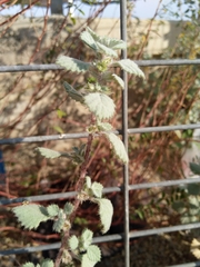 Forsskaolea tenacissima