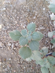 Forsskaolea tenacissima
