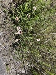 Pavonia betonicaefolia