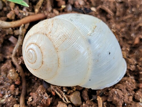 Tayloria quadrilateralis observed 2022-11-22