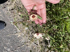 Pavonia betonicaefolia