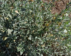 Anthyllis cytisoides