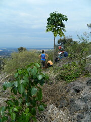 Polyscias sandwicensis