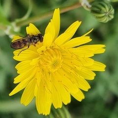 Melanostoma mellinum