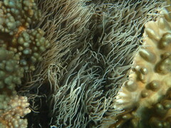 Heteractis crispa