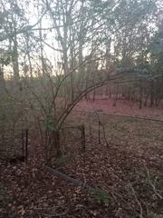 Ligustrum sinense