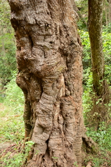 Anthocleista grandiflora