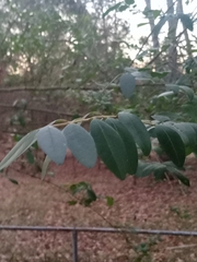 Ligustrum sinense