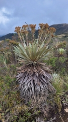 Espeletia corymbosa
