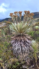 Espeletia corymbosa