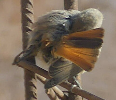 Phoenicurus moussieri