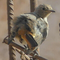 Phoenicurus moussieri