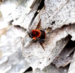 Bombus rubicundus