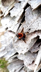 Bombus rubicundus