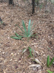 Sabal palmetto