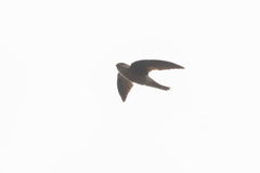 Aerodramus fuciphagus