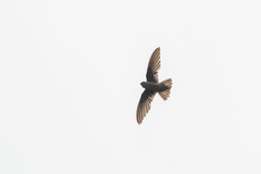Aerodramus fuciphagus