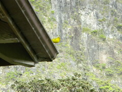 Chlorodrepanis virens