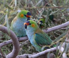 Parvipsitta porphyrocephala