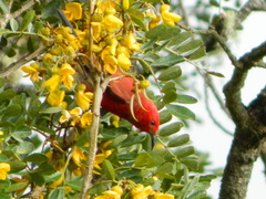 Himatione sanguinea