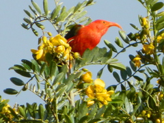 Drepanis coccinea