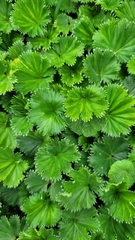 Alchemilla orbiculata