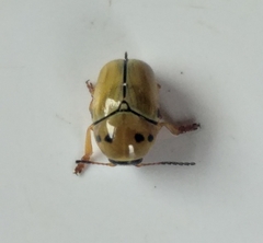 Cryptocephalus decemnotatus