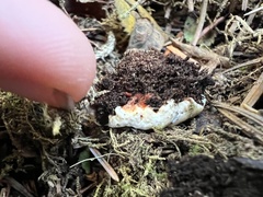 Heterobasidion annosum
