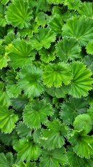Alchemilla orbiculata