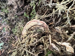 Heterobasidion annosum
