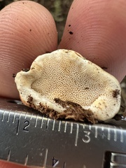 Heterobasidion annosum