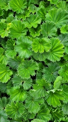 Alchemilla orbiculata