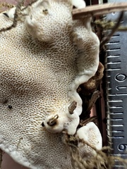Heterobasidion annosum