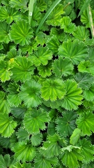 Alchemilla orbiculata
